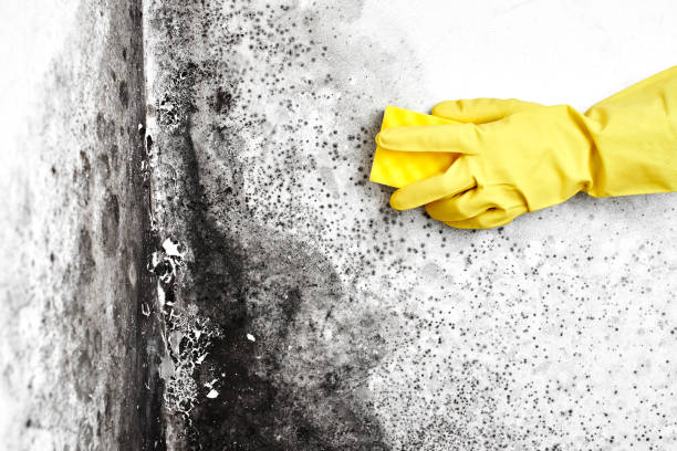 Best Emergency Mold Removal  in Kdeer, IL