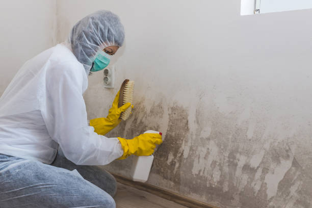 Certified Mold Removal in Kildeer, IL
