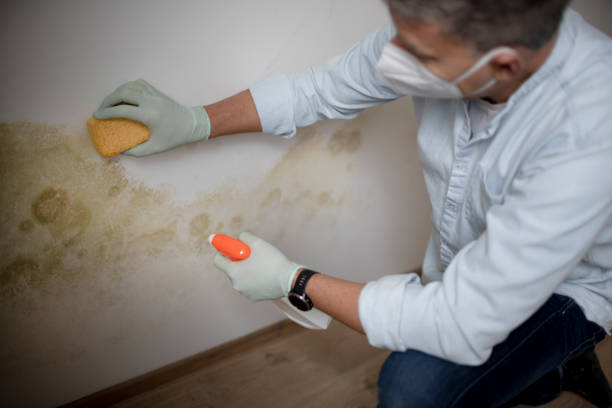 Best Office Mold Removal Services  in Kdeer, IL
